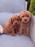Cavapoo Zapraszam do rezerwacji