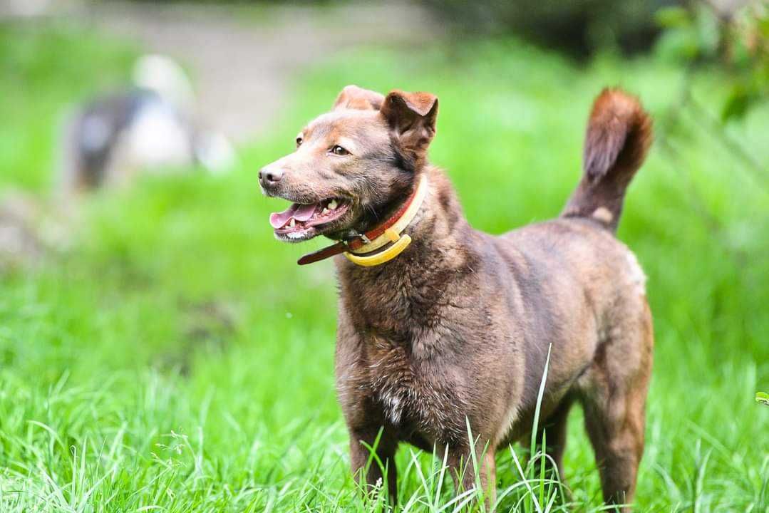 Inteligentna, wierna suczka do adopcji