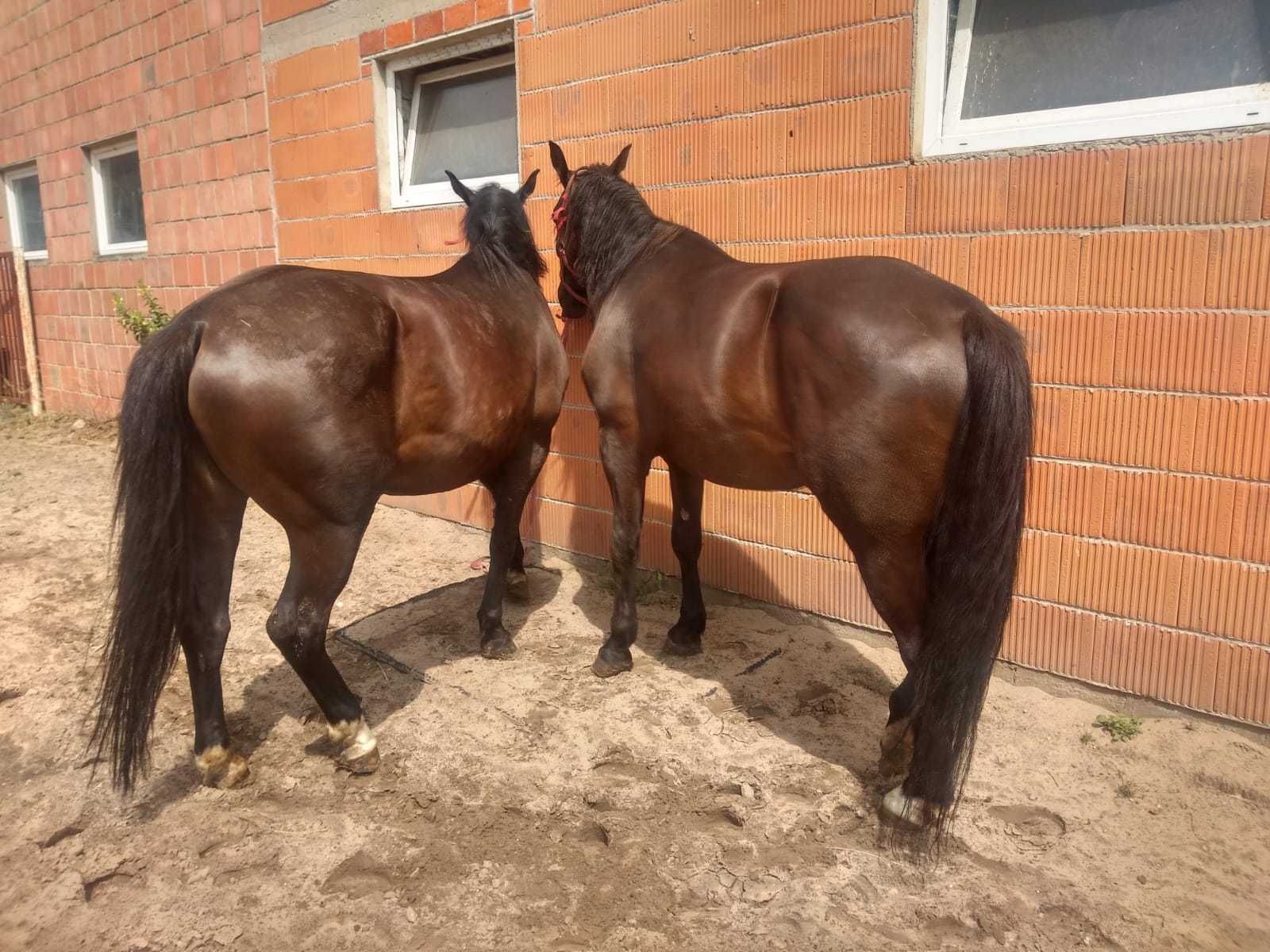 Klacze Ślaskie Klacz Ślaska koń Śląski