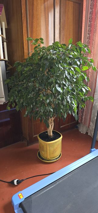 Фікус бенджаміна