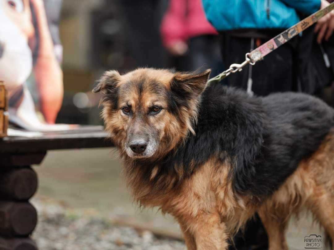 Broniu bezkonfliktowy starszy pan o gołębim sercu do adopcji