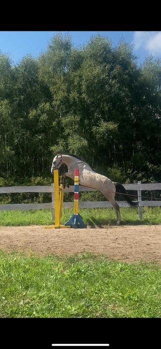 Piękny wałach do wysokiego sportu