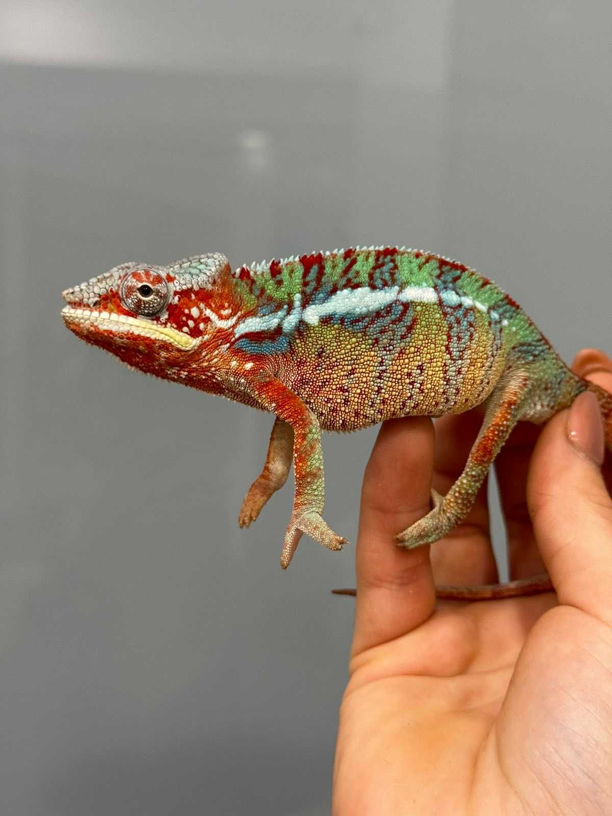 Хамелеон пантеровий (лат. Furcifer pardalis, chamaeleo pardalis)