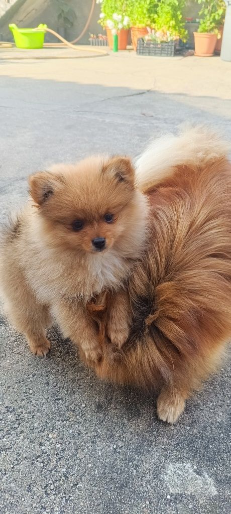 Spitz alemão anão, lulu da pomerânia