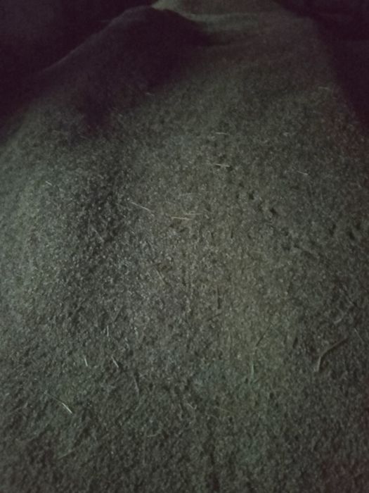 Sprzedam owies, około 10 ton