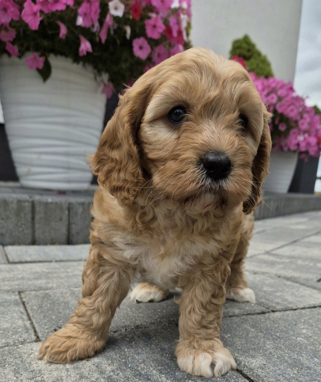 Cavapoo Samczyk hybryda ras