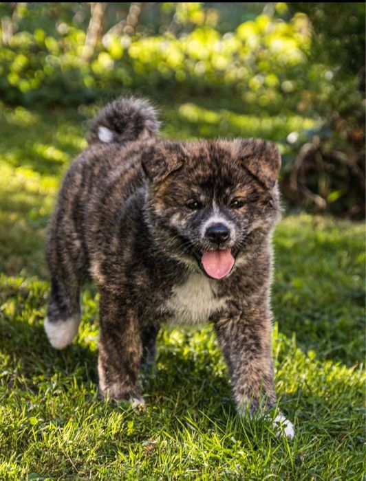 AKITA INU Japońska suczka szczeniak z metryką FCI ZKwP o/Rybnik