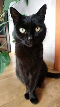 Spokojna czarna Riri szuka domu kot kotka idealna dla starszej osoby