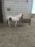 Kucyk ogier srokaty