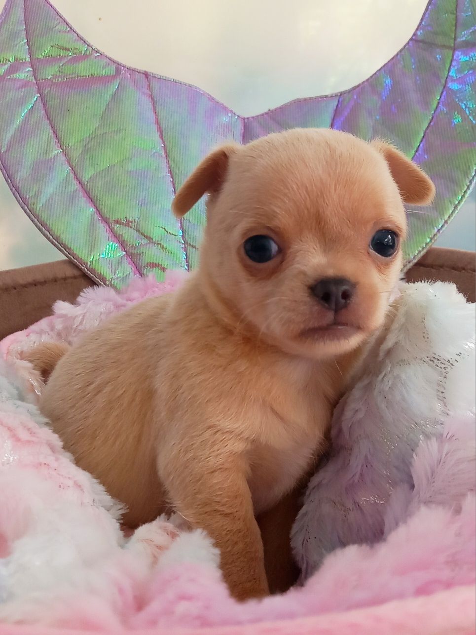 Cudowna suczka chihuahua