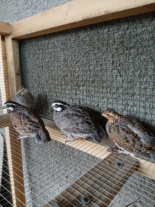 Przepióry wirginijskie