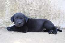 Labrador preto com LOP