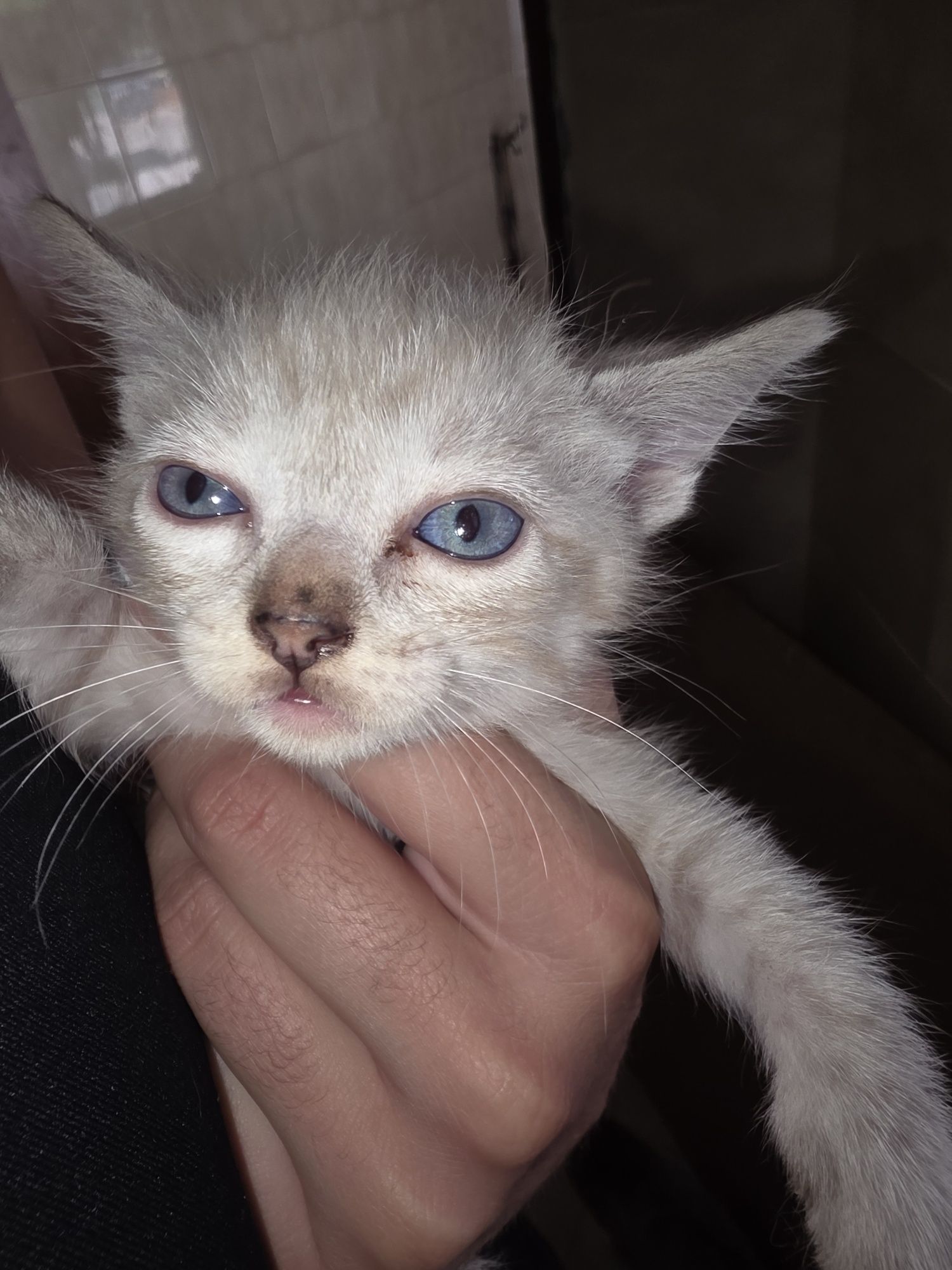 Tenho estes gatinhos para dar