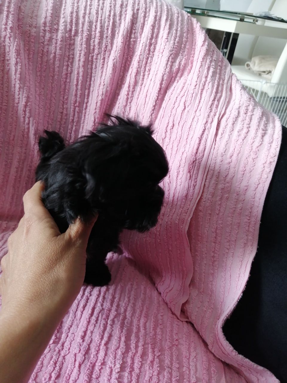 YORKSHIRE TERRIER czarny/black maleństwo