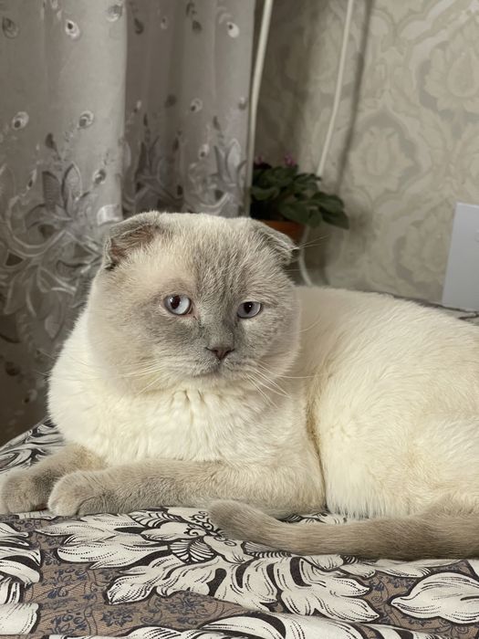 Вислоухий шотландец .