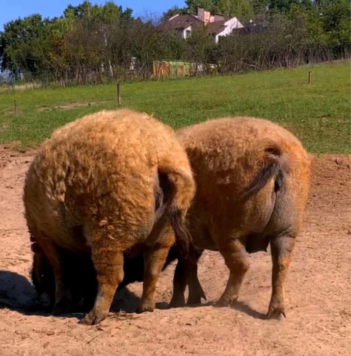 Мангалиця, свиноматка