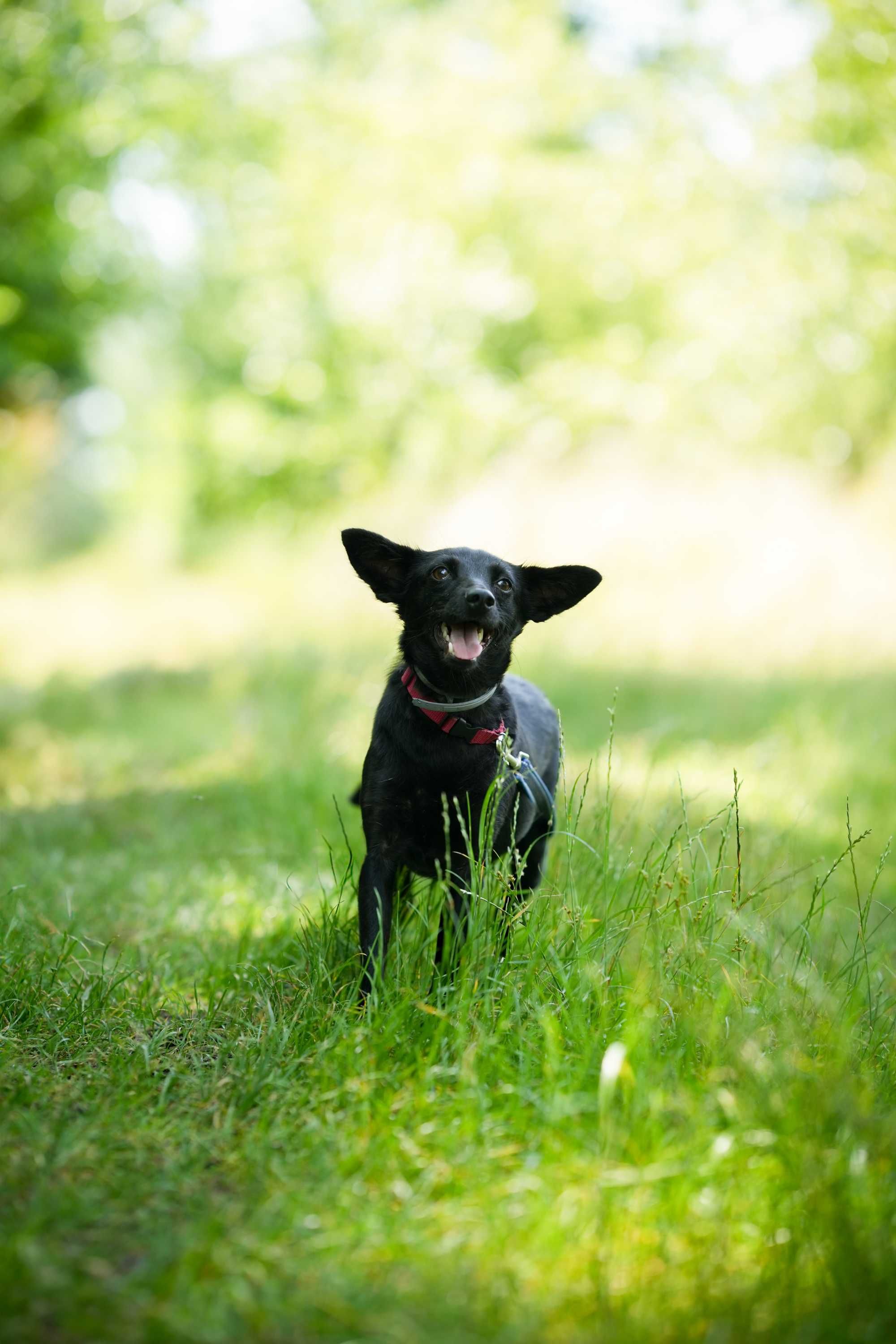 Werka - czarna, spokojna suczka do adopcji!