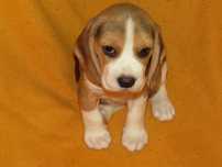 Fêmea Beagle Tricolor, De Qualidade, Pequeno Porte.