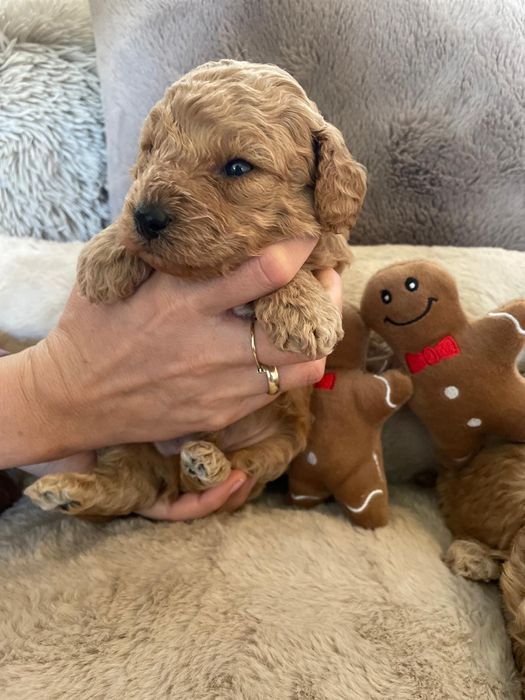 Pudel Miniatura Suczka