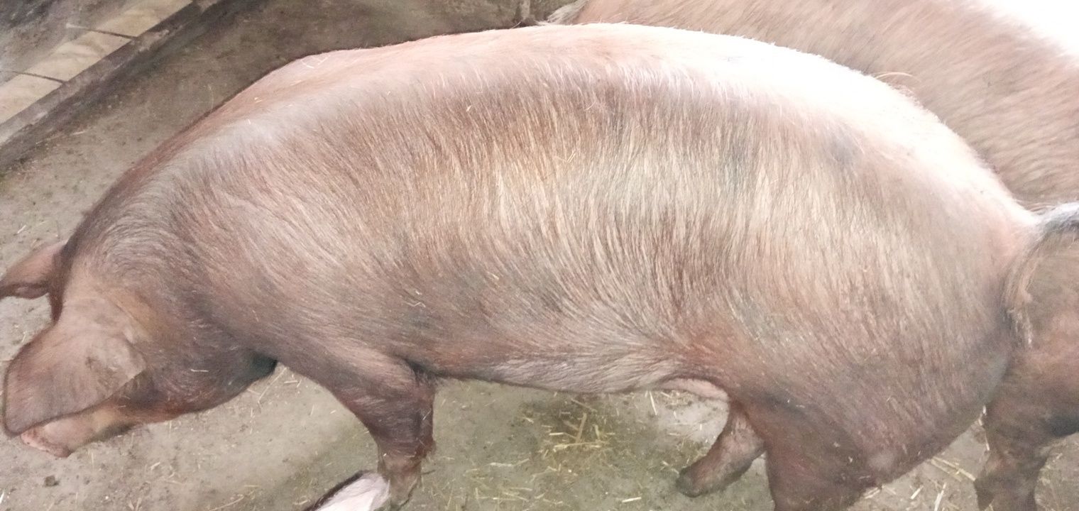 Продам свиней живою вагою.