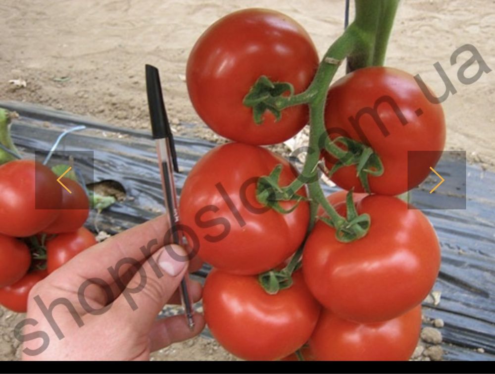 Насіння томату Махітос F1 , 1000 ед в уп