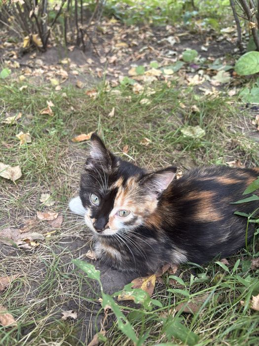Кошенята шукають своіх котобатьків
