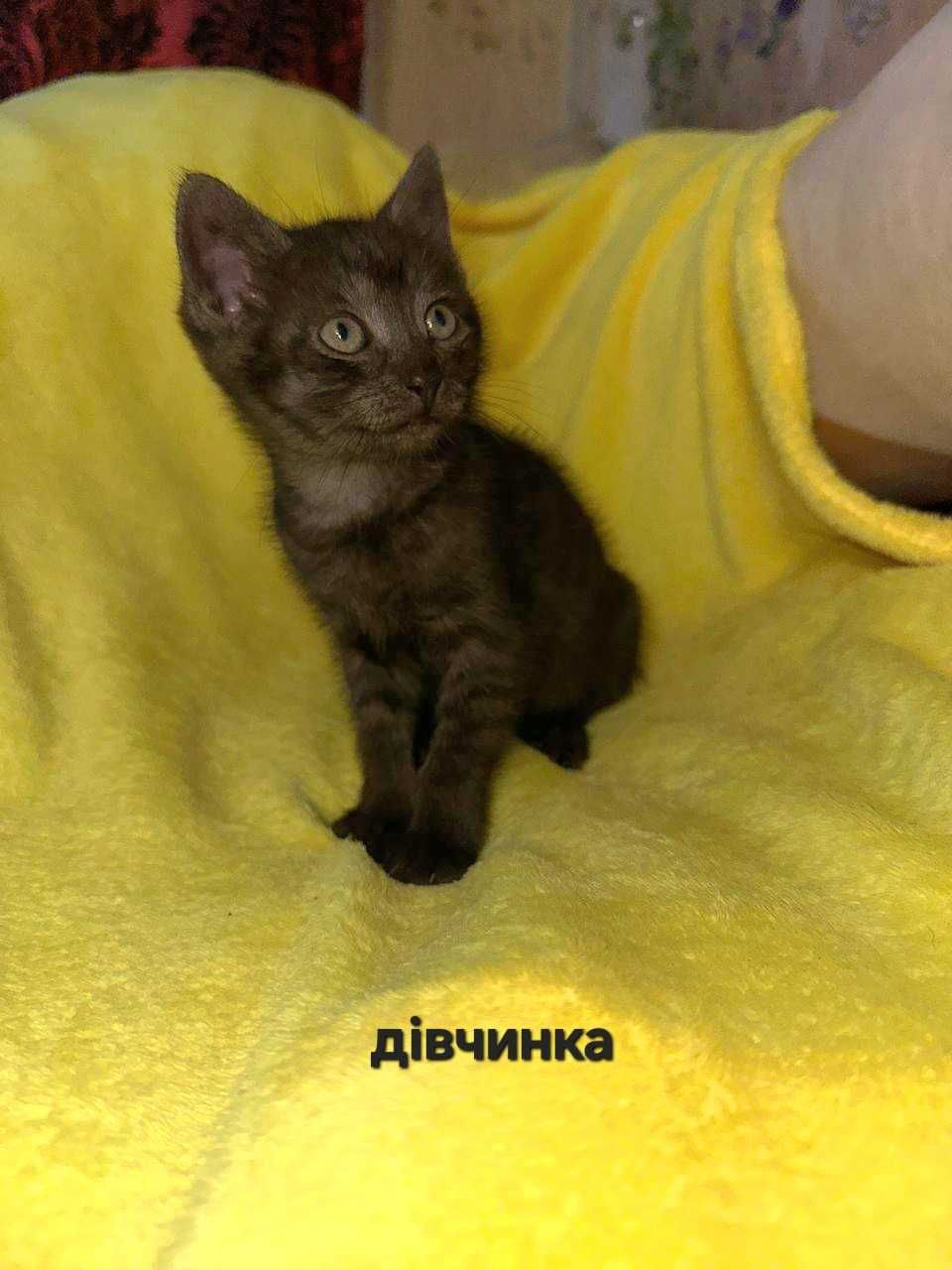 віддамо котенят в добрі руки
