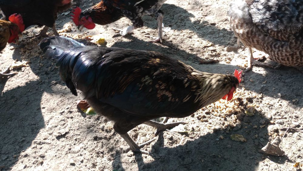 Sprzedam koguty kogutki zielononóżka i inne