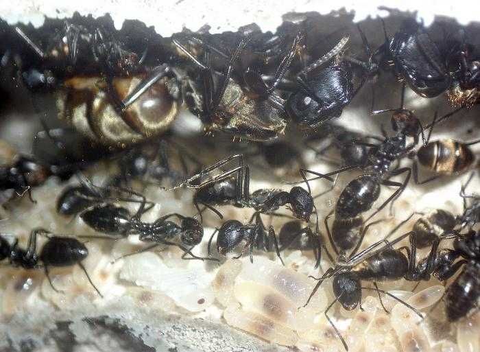 Муравьи Colobopsis leonardi купить | 1200 грн | модуль в подарок