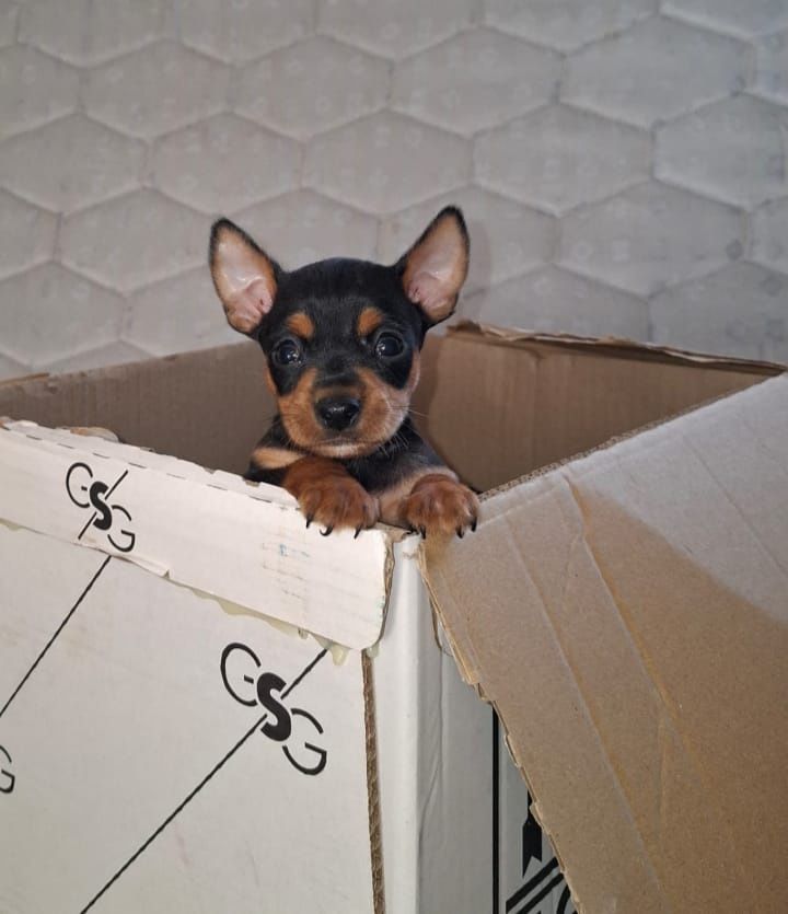 Cachorrinhos desponiveis