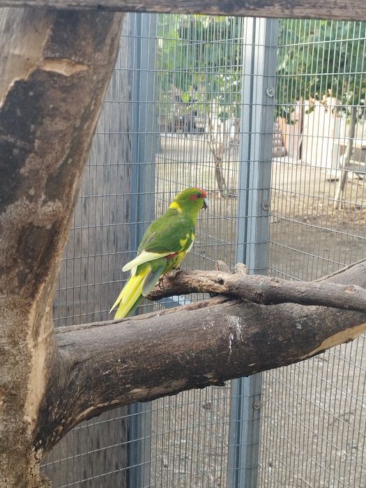 Tenho kakariquis para ceder