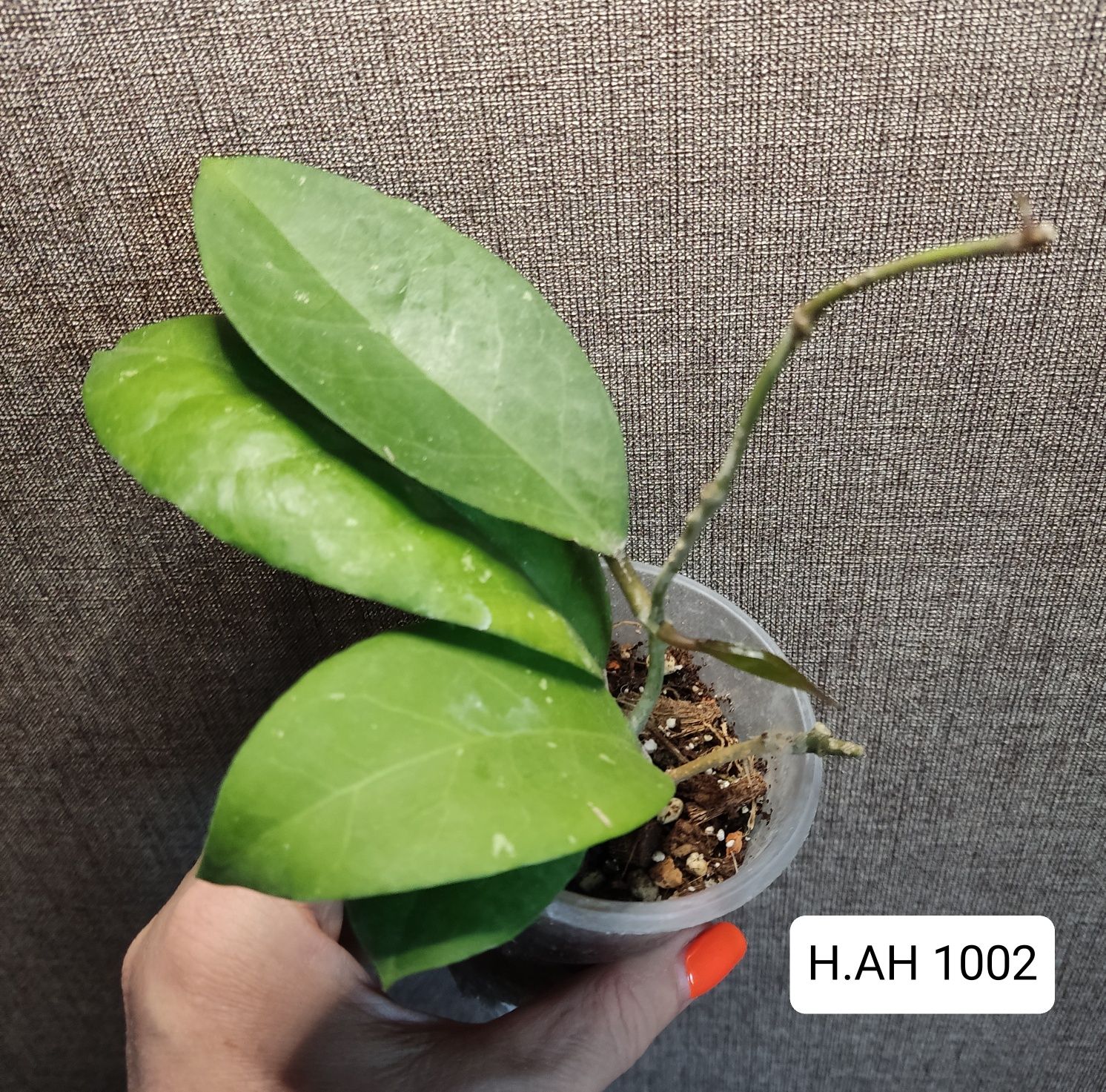 Хойя. Хої по 100грн,Balaensis,Rebecса,acuta,EPC-301 ,Mathilde,Obovata