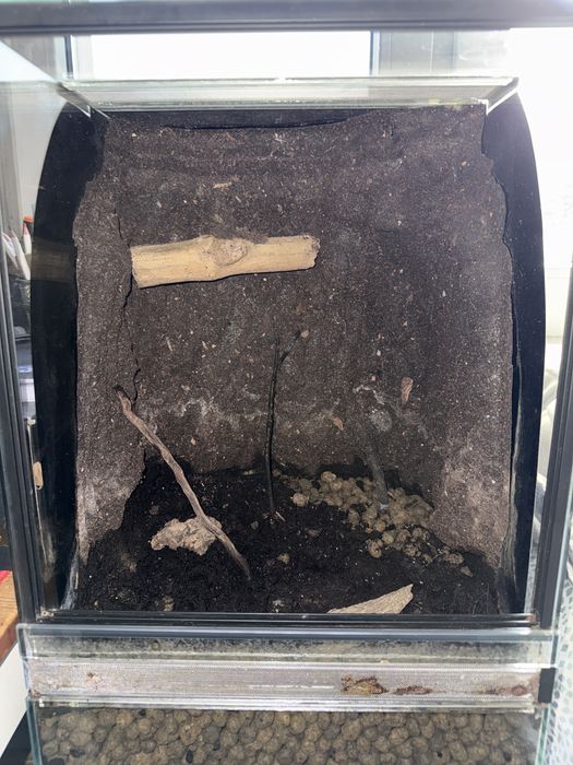 Terrarium dla gekona