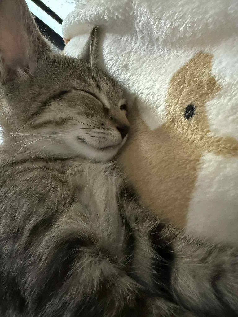 Miziasta buraska poleca się do adopcji:)