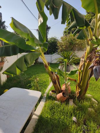 Bananeiras jardim
