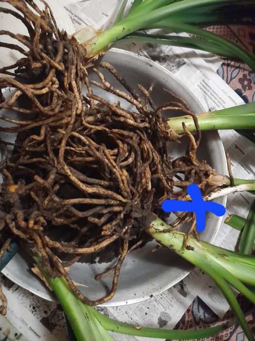 Продам Клівію кімнатну