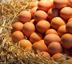 Інкубаційне яйце м'ясояєчної породи курей