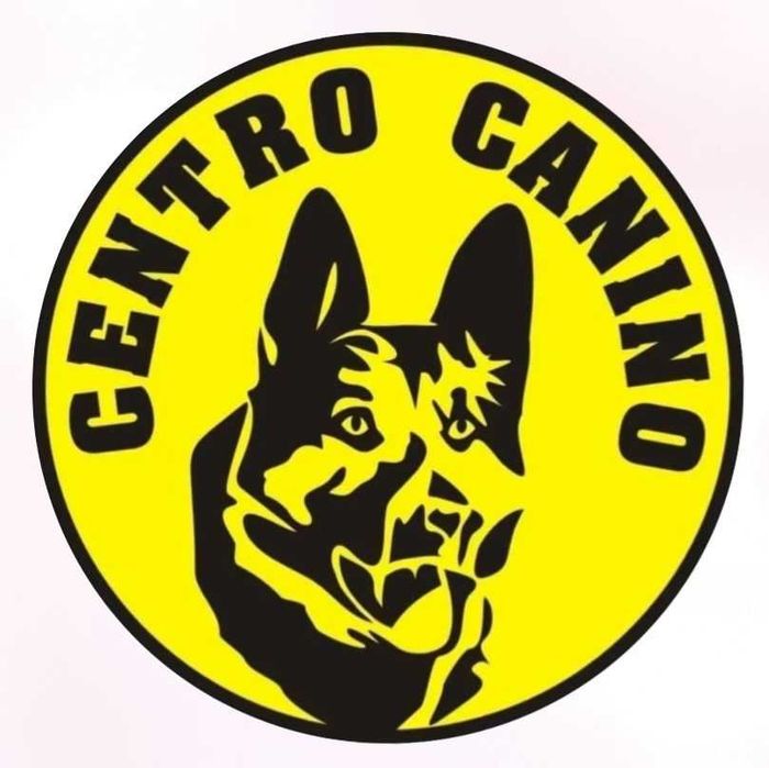 Treino para cães