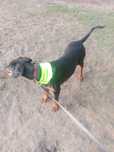 Oddam dobermana 10 miesięcy