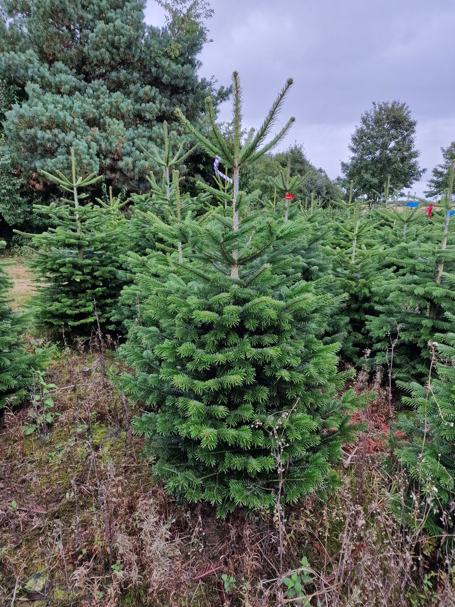 Jodła Kaukaska plantacja Dania