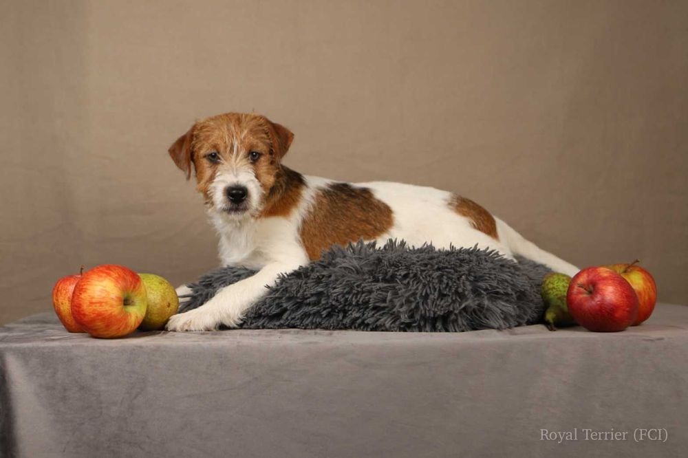piesek Jack Russell terrier ZKWP/FCI