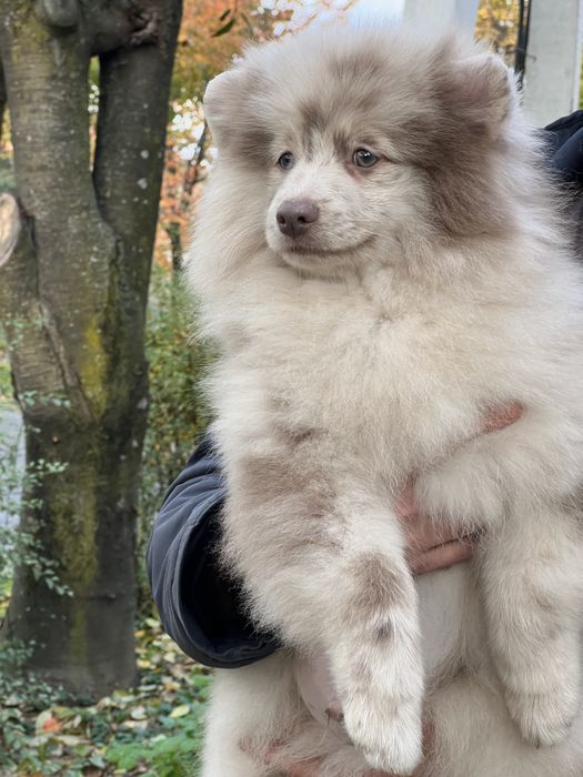 Сріблястий лілак Мерле