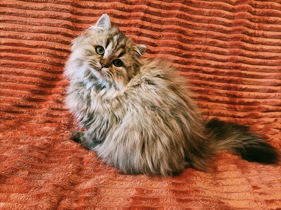 Gotowa na nowy dom kotka brytyjska czarna pręgowana długowłosa FPL