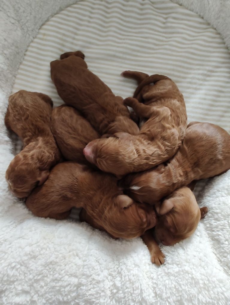 Goldendoodle F1b Standard Boy