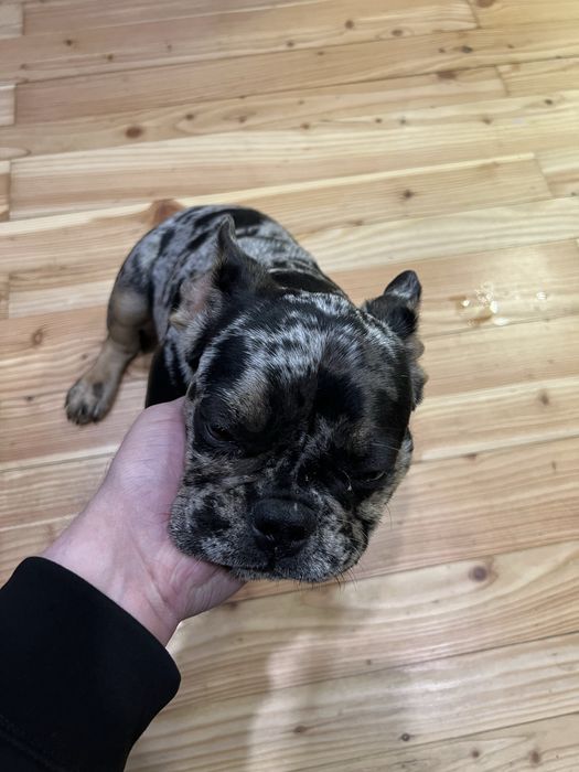 Французький бульдог