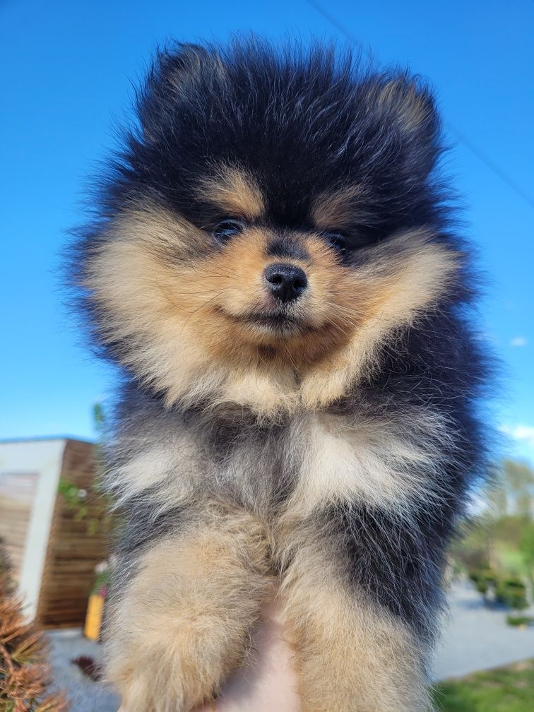 Szpic miniaturowy pomeranian chłopczyk