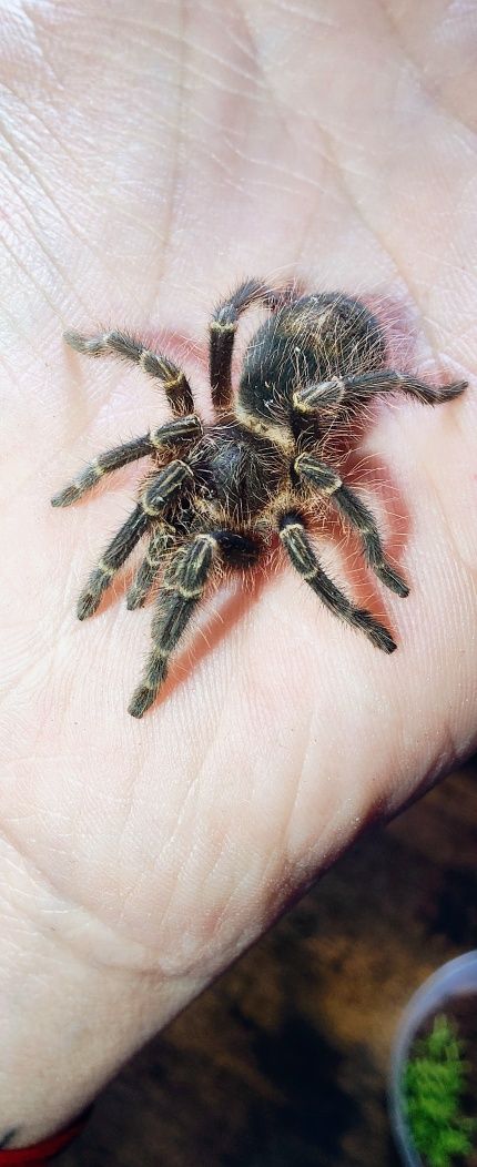 Ptasznik grammostola pulchripes samiczka