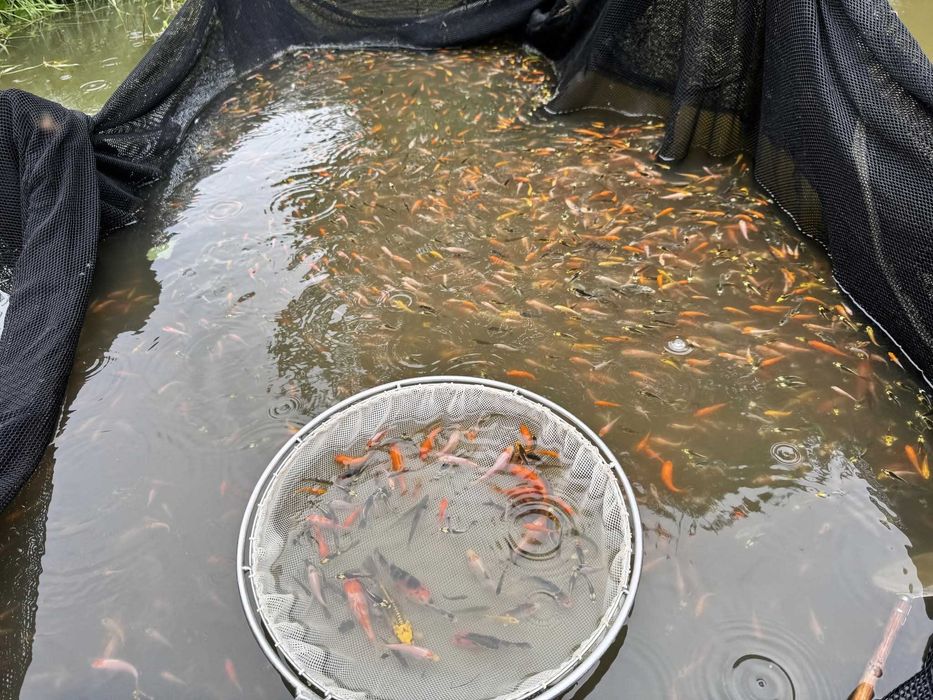 Narybek Jesiotr albinos Rosyjskie syberyjski Karp Lin Karaś koi Amur
