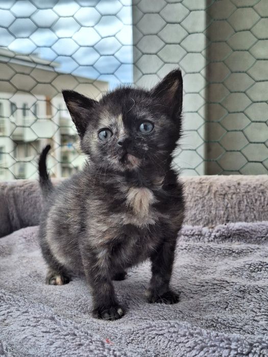 Aria i Karmel – dwie małe iskierki, wyjątkowo umaszczone RUDY