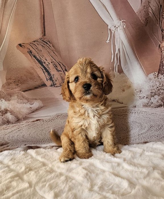 Cavapoo rezerwacja badania